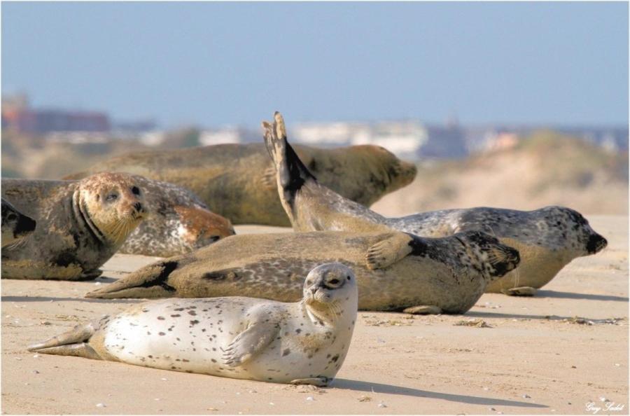 Hamac - Vue Mer - 100M Plage Berck ภายนอก รูปภาพ